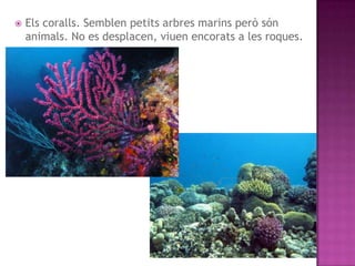   Els coralls. Semblen petits arbres marins però són
    animals. No es desplacen, viuen encorats a les roques.
 