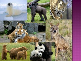 Presentació del animals