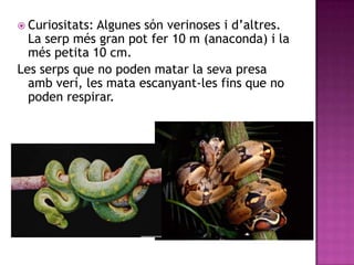  Curiositats:Algunes són verinoses i d’altres.
  La serp més gran pot fer 10 m (anaconda) i la
  més petita 10 cm.
Les serps que no poden matar la seva presa
  amb verí, les mata escanyant-les fins que no
  poden respirar.
 