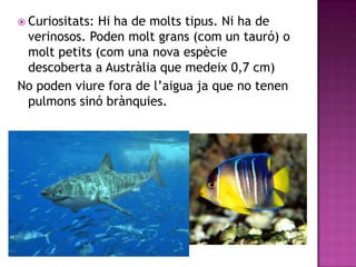  Curiositats:Hi ha de molts tipus. Ni ha de
 verinosos. Poden molt grans (com un tauró) o
 molt petits (com una nova espècie
 descoberta a Austràlia que medeix 0,7 cm)
No poden viure fora de l’aigua ja que no tenen
 pulmons sinó brànquies.
 
