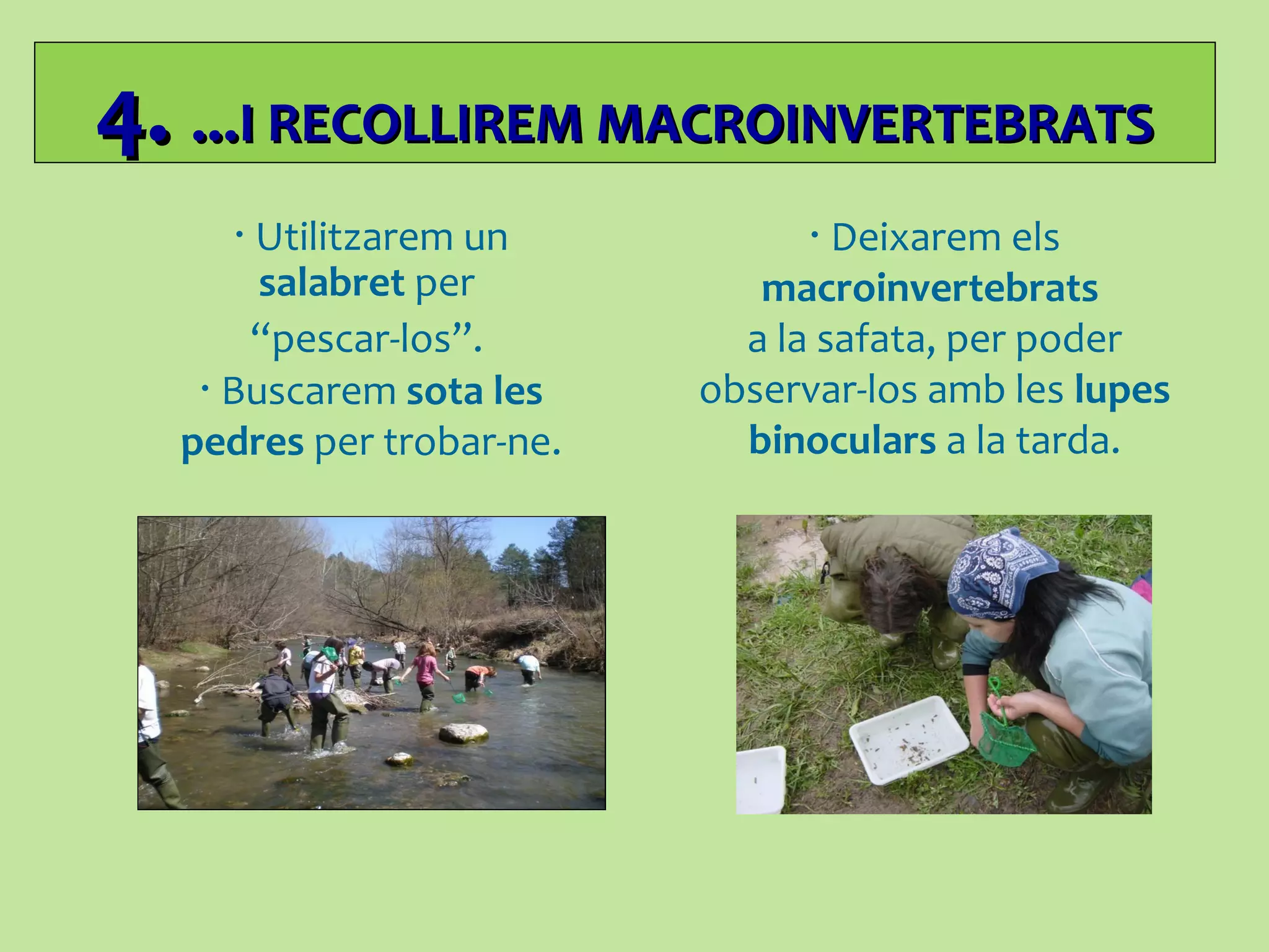 4.4. ......I RECOLLIREM MACROINVERTEBRATSI RECOLLIREM MACROINVERTEBRATS
• Deixarem els
macroinvertebrats
a la safata, per poder
observar-los amb les lupes
binoculars a la tarda.
• Buscarem sota les
pedres per trobar-ne.
• Utilitzarem un
salabret per
“pescar-los”.
 