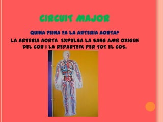 CIRCUIT MAJOR
       QUINA FEINA FA LA ARTERIA AORTA?
LA ARTERIA AORTA EXPULSA LA SANG AMB OXIGEN
    DEL COR I LA REPARTEIX PER TOT EL COS.
 