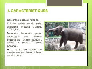 1. CARACTERISTIQUES
Són grans, pesats i veloços.
L’elefant asiàtic és de petita
grandària, mesura d'alçada
1,7 i 2,3 m.
Mamífers terrestres poden
aconseguir una velocitat
propera als 40km/h i poden a
arribar a pesar 7 tones
(7000kg).
Amb la trompa agafen: el
menjar, oloren , beuen i tenen
un ullal petit.
 