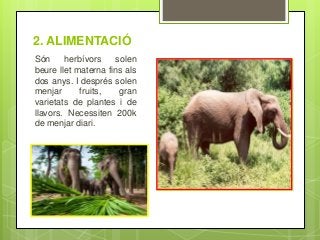 2. ALIMENTACIÓ
Són herbívors solen
beure llet materna fins als
dos anys. I després solen
menjar fruits, gran
varietats de plantes i de
llavors. Necessiten 200k
de menjar diari.
 