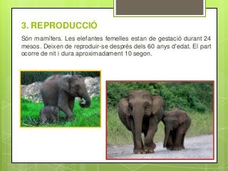 3. REPRODUCCIÓ
Són mamífers. Les elefantes femelles estan de gestació durant 24
mesos. Deixen de reproduir-se després dels 60 anys d'edat. El part
ocorre de nit i dura aproximadament 10 segon.
 