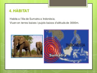 4. HÀBITAT
Habita a l’illa de Sumatra a Indonèsia.
Viuen en terres baixes i pujols baixos d'altituds de 3000m.
 