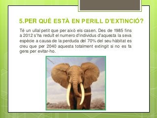 5.PER QUÉ ESTÀ EN PERILL D’EXTINCIÓ?
Té un ullal petit que per això els casen. Des de 1985 fins
a 2012 s'ha reduït el numero d'individus d'aquesta la seva
espècie a causa de la perduda del 70% del seu hàbitat es
creu que per 2040 aquesta totalment extingit si no es fa
gens per evitar-ho.
 