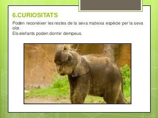 6.CURIOSITATS
Poden reconèixer les restes de la seva mateixa espècie per la seva
olor.
Els elefants poden dormir dempeus.
 