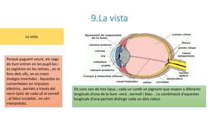 9.La vista
Perquè puguem veure, els raigs
de llum entren en les pupil·les i
es registren en les retines , en el
fons dels ulls, on es creen
imatges invertides . Aquestes es
converteixen en impulsos
elèctrics , portats a través del
nervi òptic de cada ull al cervell
, al lòbul occipital , on són
interpretats.
La vista
Els cons són de tres tipus ; cada un conté un pigment que respon a diferents
longituds d'ona de la llum -verd , vermell i blau- . La combinació d'aquestes
longituds d'ona permet distingir cada un dels colors .
 