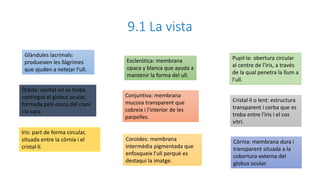 9.1 La vista
Conjuntiva: membrana
mucosa transparent que
cobreix i l'interior de les
parpelles.
Glàndules lacrimals:
produeixen les llàgrimes
que ajuden a netejar l'ull.
Còrnia: membrana dura i
transparent situada a la
cobertura externa del
globus ocular.
Esclerótica: membrana
opaca y blanca que ayuda a
mantenir la forma del ull.
Cristal·lí o lent: estructura
transparent i corba que es
troba entre l'iris i el cos
vitri.
Coroides: membrana
intermèdia pigmentada que
enfosqueix l'ull perquè es
destaqui la imatge.
Òrbita: cavitat on es troba
contingut el globus ocular,
formada pels ossos del crani
i la cara.
Pupil·la: obertura circular
al centre de l'iris, a través
de la qual penetra la llum a
l'ull.
Iris: part de forma circular,
situada entre la còrnia i el
cristal·lí.
 