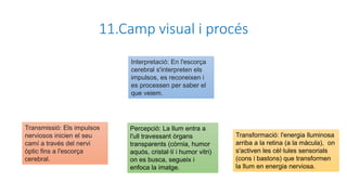 11.Camp visual i procés
Percepció: La llum entra a
l'ull travessant òrgans
transparents (còrnia, humor
aquós, cristal·lí i humor vitri)
on es busca, segueix i
enfoca la imatge.
Transformació: l'energia lluminosa
arriba a la retina (a la màcula), on
s'activen les cèl·lules sensorials
(cons i bastons) que transformen
la llum en energia nerviosa.
Transmissió: Els impulsos
nerviosos inicien el seu
camí a través del nervi
òptic fins a l'escorça
cerebral.
Interpretació: En l'escorça
cerebral s'interpreten els
impulsos, es reconeixen i
es processen per saber el
que veiem.
 