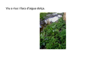 Viu a rius i llacs d'aigua dol?a.
 
