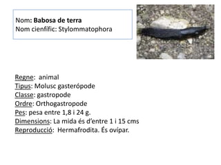 Nom: Babosa de terra
Nom cienfífic: Stylommatophora




Regne: animal
Tipus: Molusc gasterópode
Classe: gastropode
Ordre: Orthogastropode
Pes: pesa entre 1,8 i 24 g.
Dimensions: La mida és d’entre 1 i 15 cms
Reproducció: Hermafrodita. És ovípar.
 