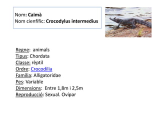 Nom: Caimà
Nom cienfífic: Crocodylus intermedius




Regne: animals
Tipus: Chordata
Classe: rèptil
Ordre: Crocodilia
Família: Alligatoridae
Pes: Variable
Dimensions: Entre 1,8m i 2,5m
Reproducció: Sexual. Ovípar
 