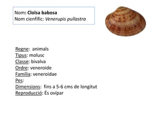 Nom: Cloïsa babosa
Nom cienfífic: Venerupis pullastra




Regne: animals
Tipus: molusc
Classe: bivalva
Ordre: veneroide
Família: veneroidae
Pes:
Dimensions: fins a 5-6 cms de longitut
Reproducció: És ovípar
 