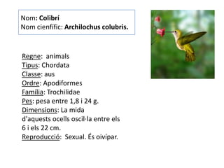 Nom: Colibrí
Nom cienfífic: Archilochus colubris.


Regne: animals
Tipus: Chordata
Classe: aus
Ordre: Apodiformes
Família: Trochilidae
Pes: pesa entre 1,8 i 24 g.
Dimensions: La mida
d'aquests ocells oscil·la entre els
6 i els 22 cm.
Reproducció: Sexual. És oivípar.
 