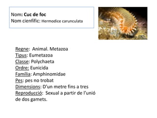 Nom: Cuc de foc
Nom cienfífic: Hermodice carunculata




  Regne: Animal. Metazoa
  Tipus: Eumetazoa
  Classe: Polychaeta
  Ordre: Eunicida
  Família: Amphinomidae
  Pes: pes no trobat
  Dimensions: D’un metre fins a tres
  Reproducció: Sexual a partir de l’unió
  de dos gamets.
 