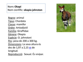 Nom: Okapi
Nom cienfífic: okapia johnston

Regne: animal
Tipus: Chordata
Classe: mamífer
Ordre: Artiodàctil
Família: Giraffidae
Gènere: Okapia
Espècie: O. johnstoni
Pes: pesa de 200 a 300 kg.
Dimensions: La seva altura és
des de 1,97 a 2,15 m de
longitud.
Reproducció: Sexual. És vivípar.
 