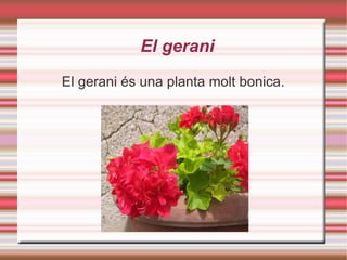 El gerani El gerani és una planta molt bonica. 