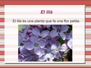 El lilà El lilà és una planta que fa una flor petita. 