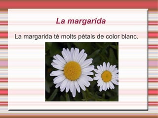 La margarida La margarida té molts pètals de color blanc. 