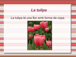 La tulipa La tulipa té una flor amb forma de copa. 
