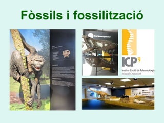 Fòssils i fossilització
 