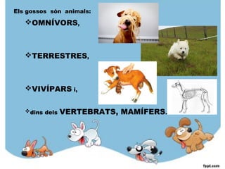 Els gossos són animals:
OMNÍVORS,
TERRESTRES,
VIVÍPARS i,
dins dels VERTEBRATS, MAMÍFERS.
 