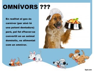 En realitat el gos és
carnívor (per això té
una potent dentadura)
però, pel fet d’haver-se
convertit en un animal
domèstic, es alimentat
com un omnívor.
OMNÍVORS ???
 