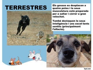 TERRESTRES
Els gossos es desplacen a
quatre potes i la seua
musculatura està preparada
per a saltar i còrrer a gran
velocitat.
També destaquen la seua
inteligència i uns excel·lents
sentits (principalment
l’olfacte).
 
