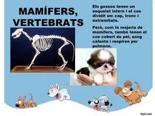 MAMÍFERS,
VERTEBRATS
Els gossos tenen un
esquelet intern i el cos
dividit en: cap, tronc i
extremitats.
Però, com la majoria de
mamífers, també tenen el
cos cobert de pèl, sang
calenta i respiren per
pulmons.
 