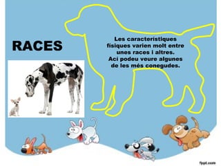 Les característiques
físiques varien molt entre
unes races i altres.
Ací podeu veure algunes
de les més conegudes.
RACES
 