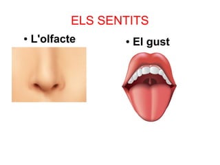 ELS SENTITS
● L'olfacte ● El gust
 