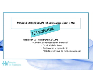 MÚSCULO LISO BRONQUIAL (B2-adrenergicos relajan el ML)
HIPERTROFIA + HIPERPLASIA DEL ML
- Cambios de remodelación bronquial:
- Cronicidad del Asma
- Resistencias al tratamiento
- Pérdida progresiva de función pulmonar.
 