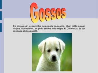 Els gossos són els animales més elegits, domèstics.Hi han petits, grans i mitjans. Normalment, els petits són els més elegits. El Chihuahua, és per exelència el més escollit. Gossos 