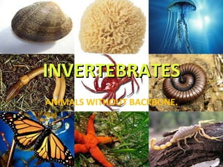 INVERTEBRATES ANIMALS WITHOUT BACKBONE. 