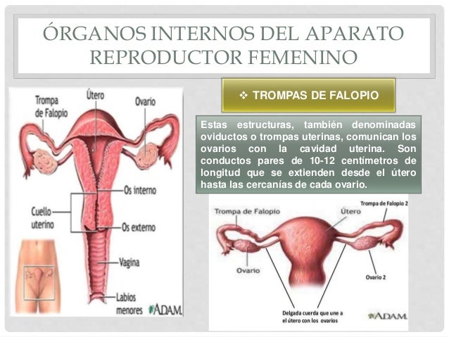 Estructura Interna Sistema Reproductor Masculino - 2020 
