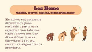 Los Homo
(habilis, erectus, sapiens, neanderthalensis)
Els homes s’adaptaren a
diferents regions
naturals i per la seva
capacitat van fabricar
eines i armes que van
diversificar la seva
alimentació i el seu
cervell va augmentar la
grandària.
 