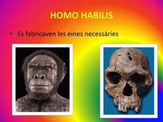 HOMO HABILIS
• Es fabricaven les eines necessàries
 