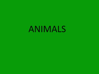 ANIMALS