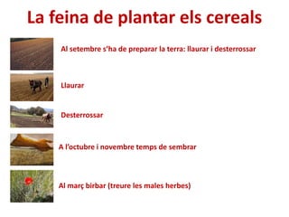 La feina de plantar els cereals
Al setembre s’ha de preparar la terra: llaurar i desterrossar
A l’octubre i novembre temps de sembrar
Al març birbar (treure les males herbes)
Llaurar
Desterrossar
 