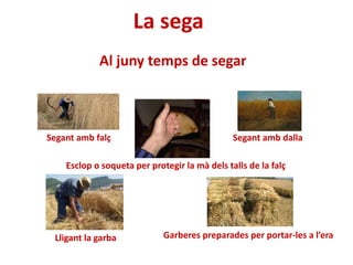 La sega
Segant amb dallaSegant amb falç
Garberes preparades per portar-les a l’era
Al juny temps de segar
Lligant la garba
Esclop o soqueta per protegir la mà dels talls de la falç
 