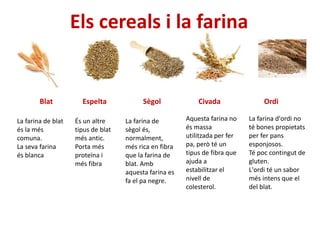 Els cereals i la farina
Blat SègolEspelta Civada Ordi
La farina de blat
és la més
comuna.
La seva farina
és blanca
És un altre
tipus de blat
més antic.
Porta més
proteïna i
més fibra
La farina de
sègol és,
normalment,
més rica en fibra
que la farina de
blat. Amb
aquesta farina es
fa el pa negre.
Aquesta farina no
és massa
utilitzada per fer
pa, però té un
tipus de fibra que
ajuda a
estabilitzar el
nivell de
colesterol.
La farina d'ordi no
té bones propietats
per fer pans
esponjosos.
Té poc contingut de
gluten.
L'ordi té un sabor
més intens que el
del blat.
 