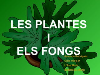 LES PLANTES I ELS FONGS Azucena Rodríguez Cicle mitjà 3r L’Ave Maria MANRESA (BCN) 