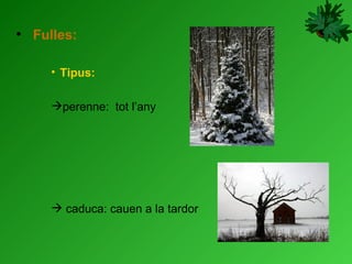 Fulles: Tipus: perenne:  tot l’any caduca: cauen a la tardor 
