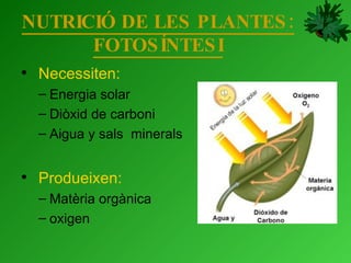 NUTRICIÓ DE LES PLANTES: FOTOSÍNTESI Necessiten: Energia solar Diòxid de carboni Aigua y sals  minerals Produeixen: Matèria orgànica oxigen 