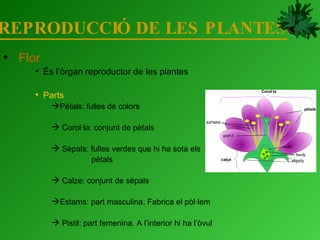 REPRODUCCIÓ DE LES PLANTES Flor   És l’òrgan reproductor de les plantes Parts Pètals: fulles de colors Corol·la: conjunt de pètals Sèpals: fulles verdes que hi ha sota els  pètals Calze: conjunt de sèpals Estams: part masculina. Fabrica el pòl·lem Pistil: part femenina. A l’interior hi ha l’òvul Corol·la pètals calçe 