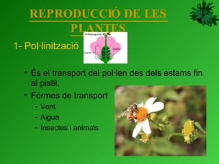 REPRODUCCIÓ DE LES PLANTES 1- Pol·linització És el transport del pol·len des dels estams fin al pistil. Formes de transport Vent Aigua Insectes i animals 