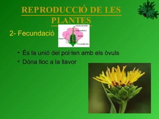 REPRODUCCIÓ DE LES PLANTES 2- Fecundació És la unió del pol·len amb els òvuls Dóna lloc a la llavor 