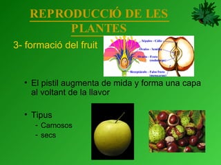 REPRODUCCIÓ DE LES PLANTES 3- formació del fruit El pistil augmenta de mida y forma una capa al voltant de la llavor Tipus Carnosos secs 